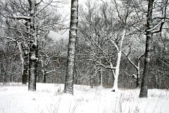 photo 0299